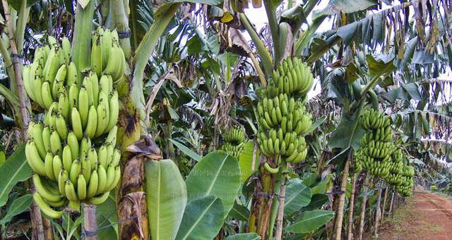 Kebun pisang